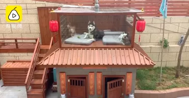 Anjing Hedon di China, Punya Rumah Mewah Plus Fasilitas Lengkap