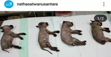 6 Ekor Anjing Disiram Air Panas, Pelakunya Dilaporkan Polisi