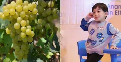 Jan Ethes Jadi Nama Tanaman Anggur, Ini Kelebihan Varietas Unggul