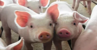 Hubungan Dagang AS-China Mesra Lagi, Kembali Nego Soal Babi 