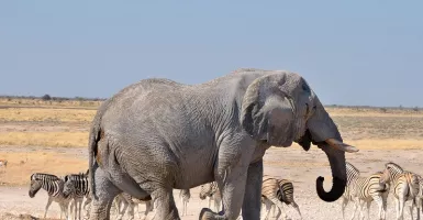 Seorang Turis di Namibia Jadi Korban Keganasan Gajah Liar