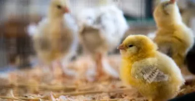 Cegah Siswa Main Gadget, Pemkot Bandung Sebarkan Ribuan Ayam
