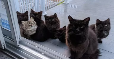 Terharu! Kucing dan 6 Anaknya Minta Bantuan pada Wanita Baik Ini