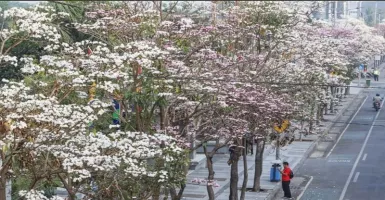 Tabebuya Bermekaran di Surabaya, Netizen: Sakura di Gurun Sahara