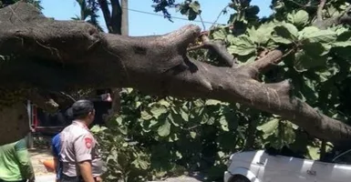 Pohon Tumbang di Universitas Pancasila, Satu Orang Tewas