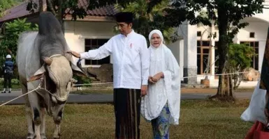 Jokowi Serahkan Sapi Qurban Ongole 1 Ton ke Kebun Raya Bogor