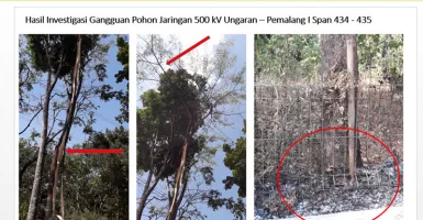 Pohon Sengon Terlalu Tinggi, Penyebab Mati Listrik Jakarta