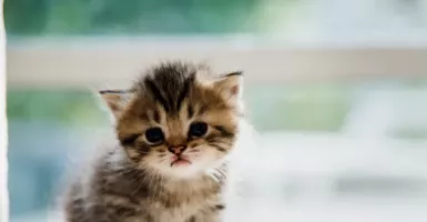Agar Tak Dibuang Mama, Anak Ini Kasih Nama Tupperware Buat Kucing