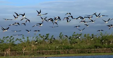 Pegiat Lingkungan Lakukan Ini di Festival Burung Migran 2019