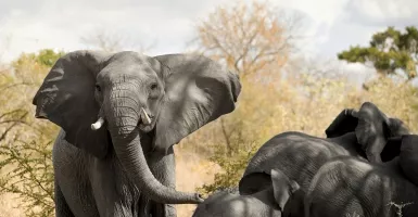 Afrika Stop Ekspor Gajah Liar untuk Kebun Binatang