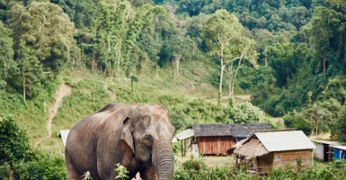 Gajah Mengamuk di Aceh, Puluhan Orang Mengungsi