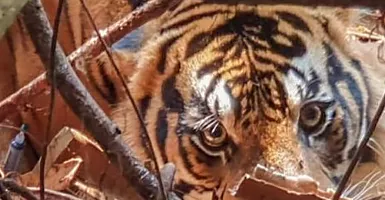 Hutan Makin Gundul di Indragiri Hilir-Riau, Harimau Terkam Warga