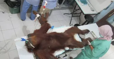 Penembak Orangutan Dihukum Adzan Sebulan, Netizen: Dicambuk Aja!