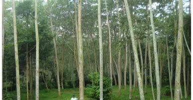 Ini Pohon Sengon, yang Jadi Kambing Hitam Penyebab Mati Listrik