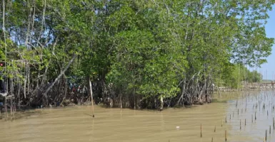 Ratusan Ribu Pohon Mangrove Tercemar Minyak Pertamina di Kerawang