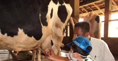 Cibubur Garden Dairy, Wisata Bertema Peternakan di Ibu Kota