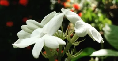 Selain Wangi, Bunga Melati Juga Bermanfaat Bagi Kesehatan