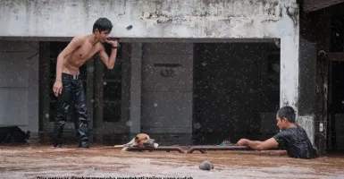 Mengharukan, Seekor Anjing Diselamatkan dari Terjangan Banjir