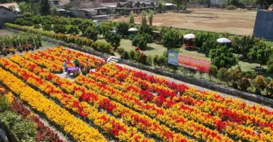 Adiwarna Taman Bunga di Sudut Klaten, Indah Nian Bikin Kangen