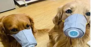 Waspada Virus Corona, Anjing di China Juga Pakai Masker 