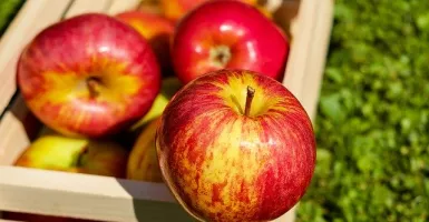 Diet Apel yang Benar, Berat Badan Turun dalam 5 Hari