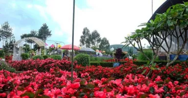 Memanjakan Mata di Taman Begonia Lembang Bandung