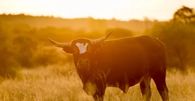 Sperma Banteng, Rahasia Perawatan Rambut Salon Mahal