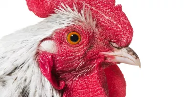 Mana Lebih Sehat, Ayam Kampung atau Ayam Negeri?