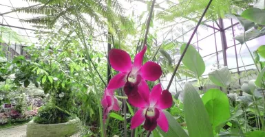 Melihat Anggrek Langka di Wisata Bandung Orchid Forest Cikole