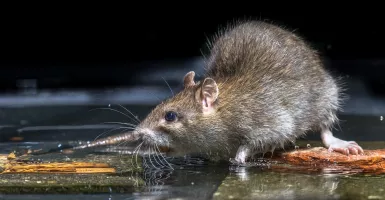 Tak Perlu Bahan Kimia, Usir Tikus dari Rumah Bisa Pakai ini