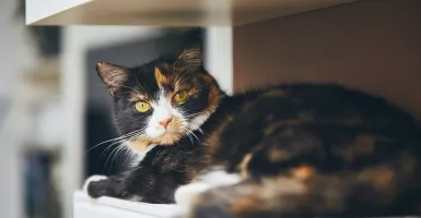 Kucing dengan COVID-19 Ditemukan di Belgia, Bisa Tulari Manusia?