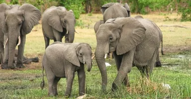 Mengerikan, Ratusan Gajah Mati Misterius