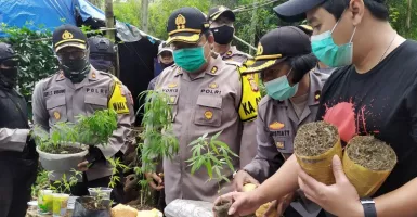 Waduh, Ladang Ganja 1 Hektare Ditemukan di Cimahi 