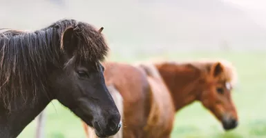 Terharu, Pria Uighur Jual 11 Kudanya Demi Bantu Korban Corona