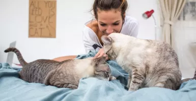 Pelihara Kucing Banyak Manfaatnya, Termasuk Teman saat Kesepian
