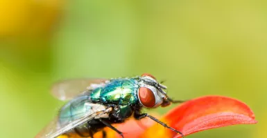 Tanpa Bahan Kimia, ini Cara Alami Memerangi Lalat! Dijamin Ampuh