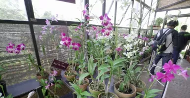 Cara Orchid Forest Cikole Mendatangkan Ribuan Bunga Anggrek