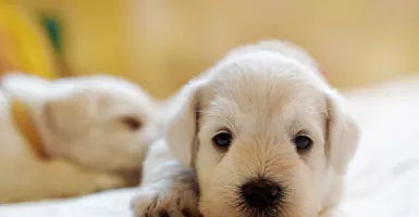 Lahir di Tengah Pandemi, Bulu Anjing ini Berwarna Hijau Cerah