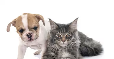 Di Belanda, Anjing dan Kucing ikut-ikutan Kena Corona