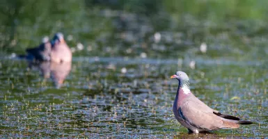 Australia Diserang Burung Pembawa Bakteri Super