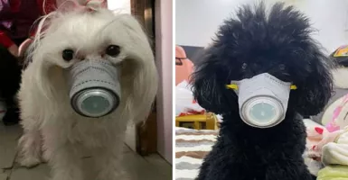 Antisipasi Virus Corona: Pakai Masker, Anjing di China Tetap Gaya