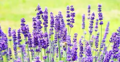 Nyesel Baru Tahu Minyak Lavender Ampuh Atasi Masalah Kulit Kepala