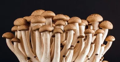 Skincare Magic Mushroom Disebut-sebut Bakal Hit di Tahun 2020