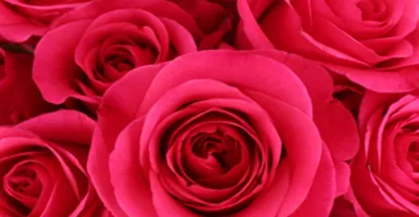 Bunga Valentine, Cari di Surga Kembang Pasar Rawa Belong Saja!