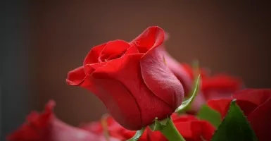 Manfaat Bunga Mawar yang Jarang Diketahui