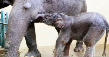 Gajah Lahir dengan Selamat di Taman Safari Diberi Nama Covid