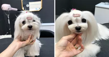 Makeover! Tampilan Kece Anjing Ini Bikin Pangling Banget