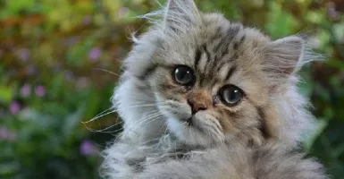 Deretan Jenis Kucing Persia yang Sering Diincar Para Pembeli