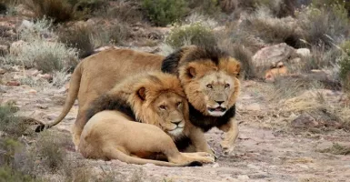 Hati-hati, 7 Ekor Singa Kabur dari Taman Safari saat Lockdown