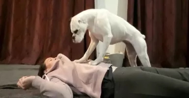 Wanita Ini Ajari Anjing Boxernya Lakukan CPR